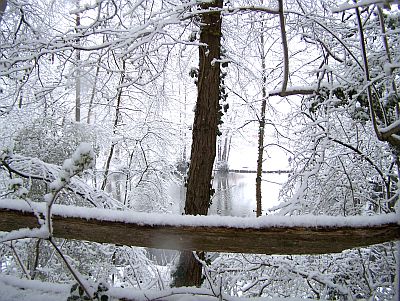 The Pond